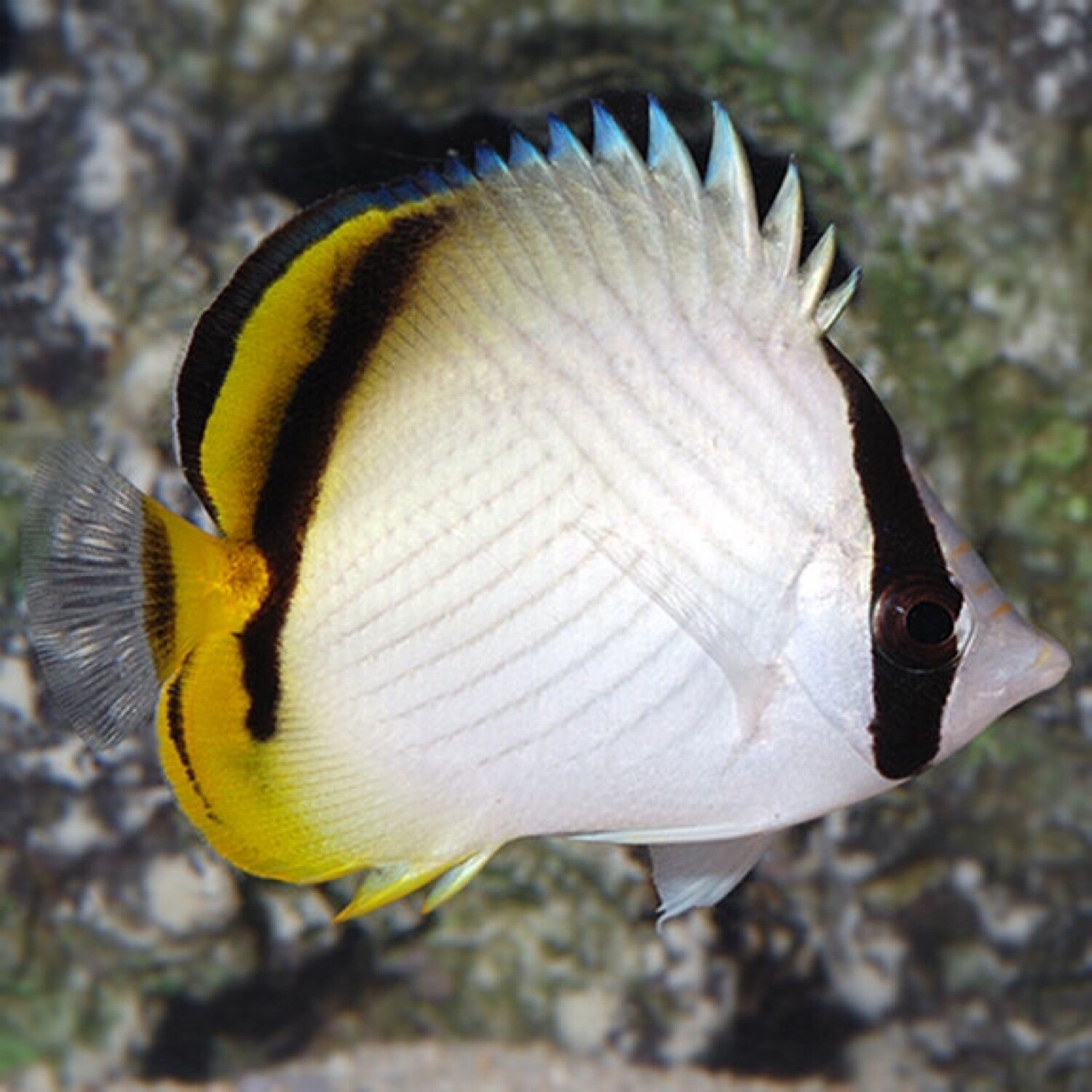 Vegabond Butterflyfish