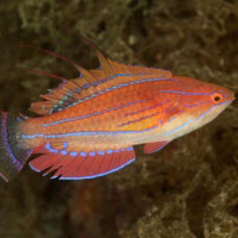 Carpenters Flasher Wrasse