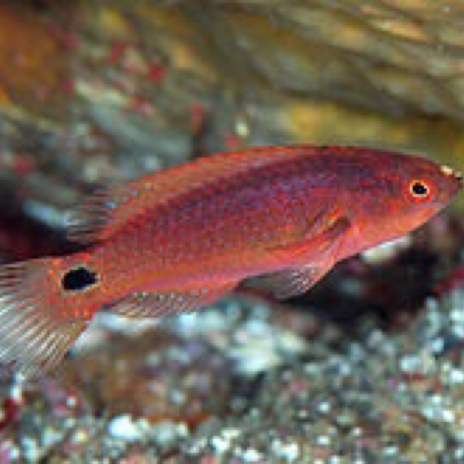 Exquisite Wrasse Indo