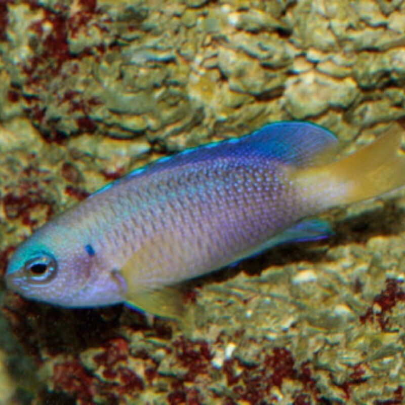 Yellow tail Chromis