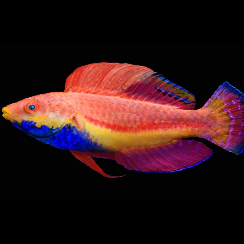 Blue Throated Fairy wrasse
