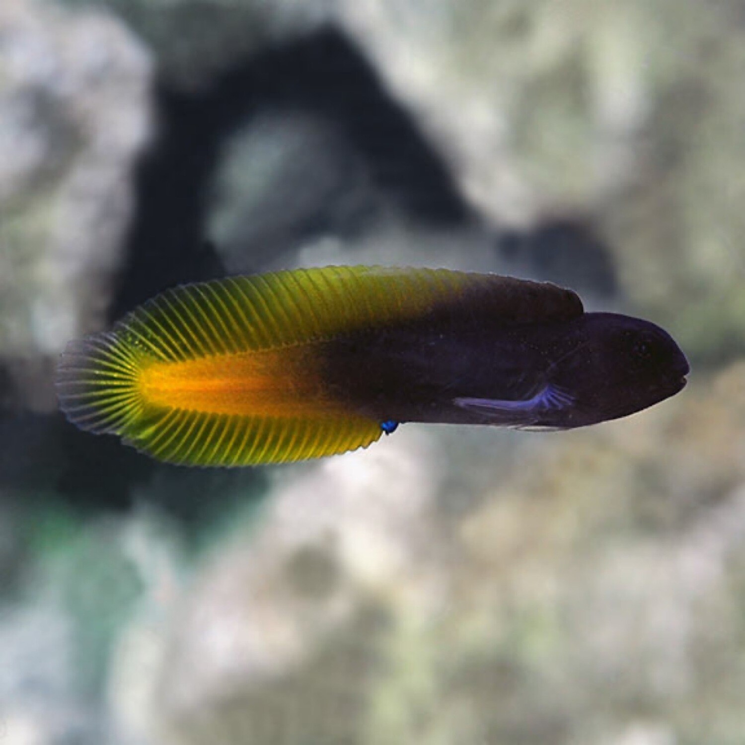 Flametail Blenny