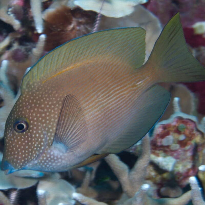 Orange Lined Bristletooth Tang