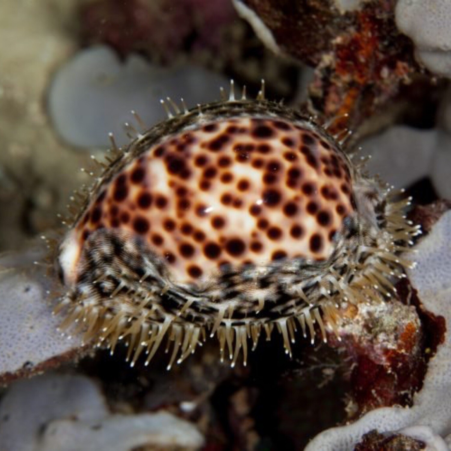 Tiger Cowrie XLarge