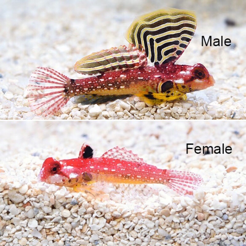 Ruby Red Dragonet (synchiropus sycorax)