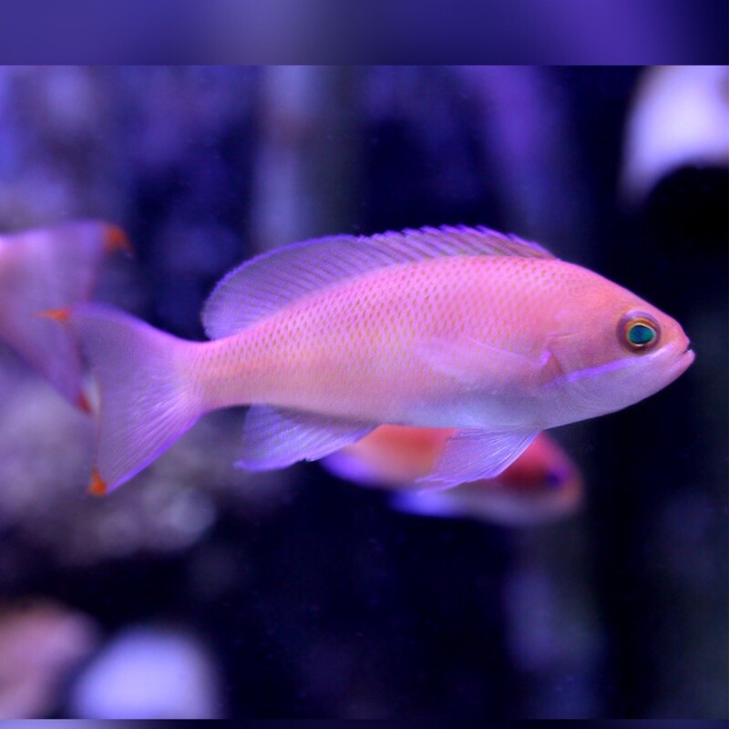 Stocky Anthias