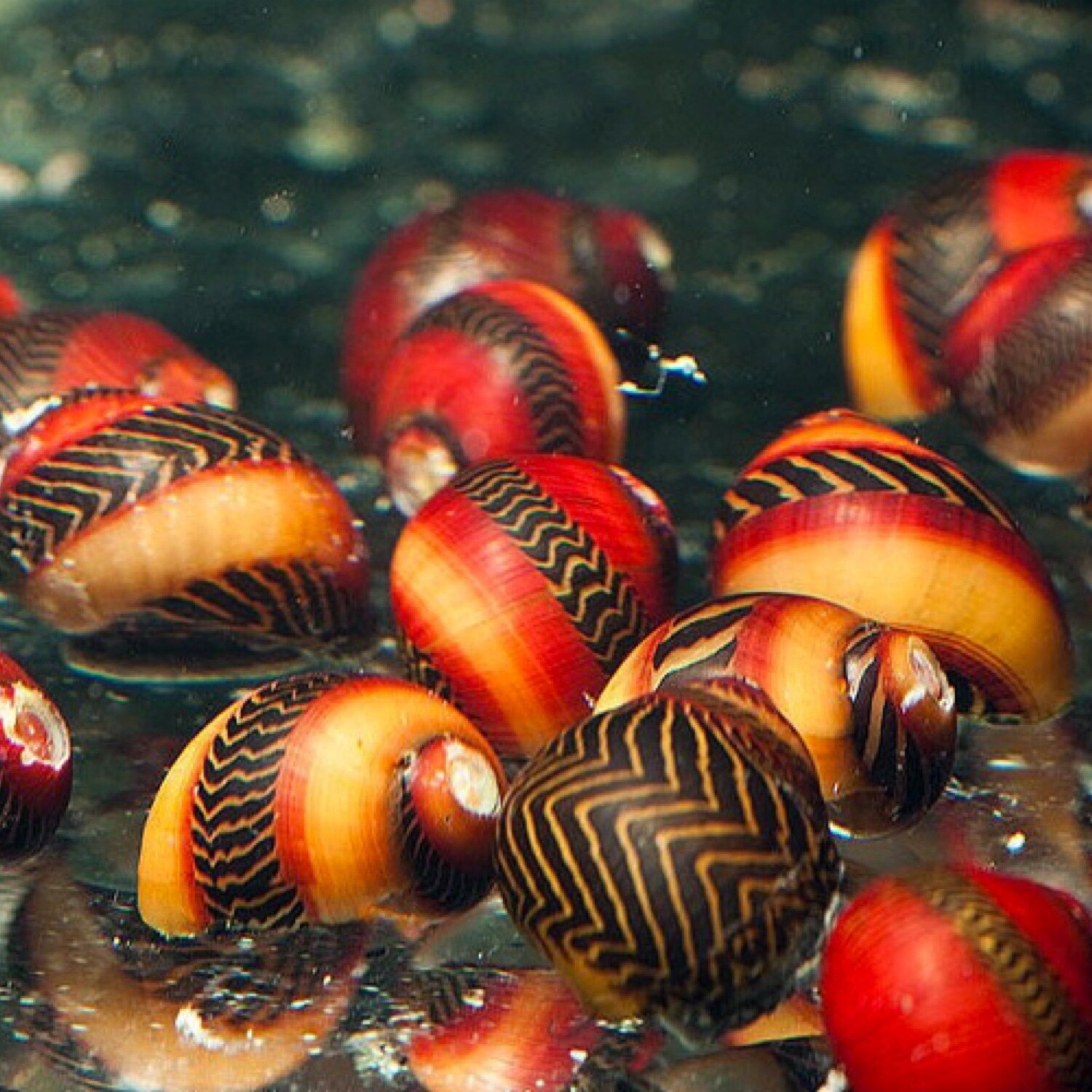 Various Nerite Snails