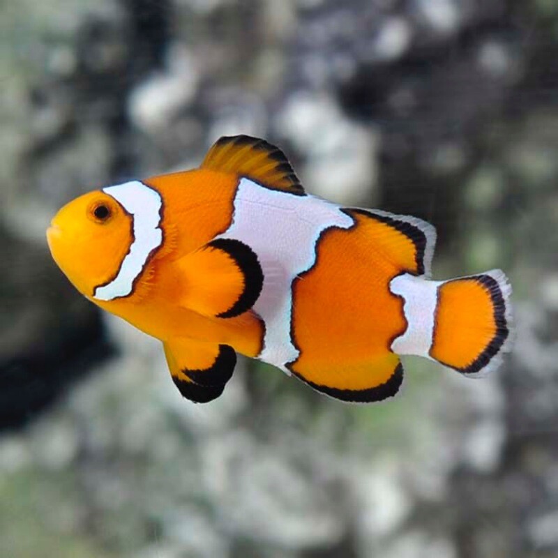 TR Snowflake Clownfish