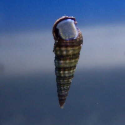Sand Sifting Mini Cerith Snail