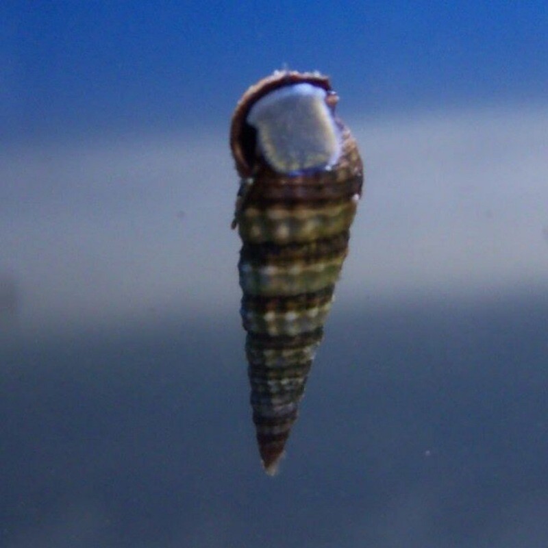 Sand Sifting Mini Cerith Snail