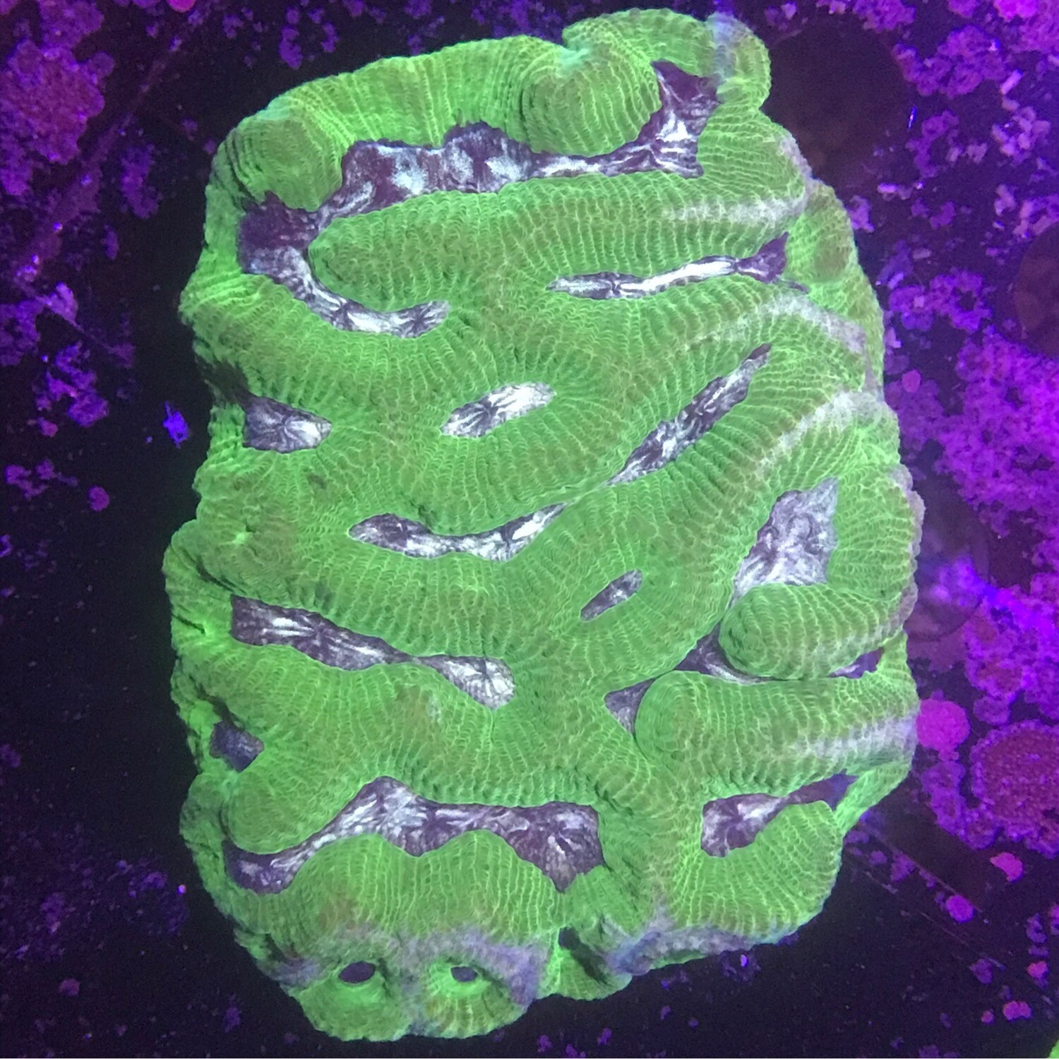 Aussie Maze coral