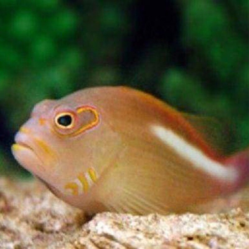 Arc Eye Hawkfish