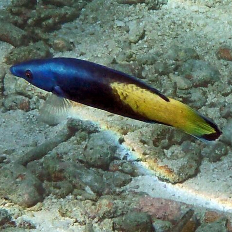 Bi Colour Cleaner Wrasse