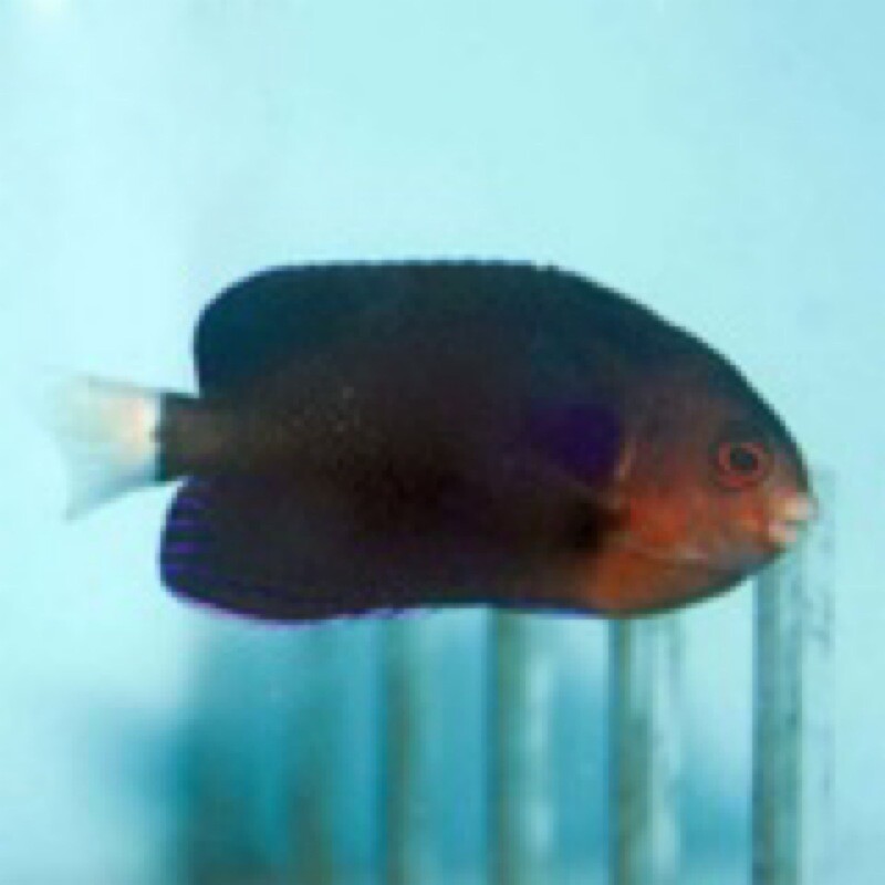 Whitetail Pygmy Angelfish