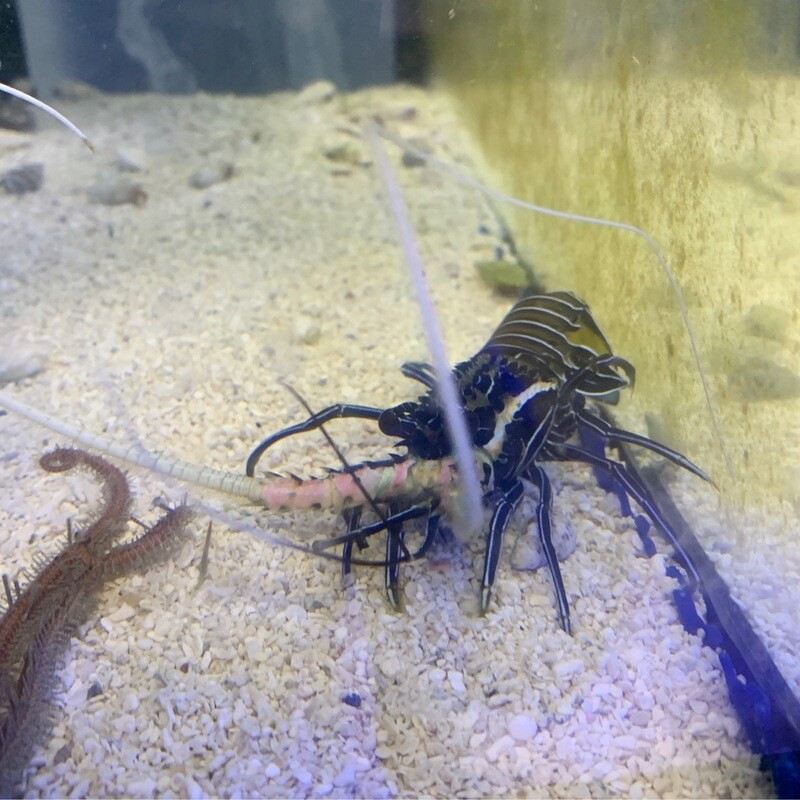 Spiny Lobster Panulirus versicolour