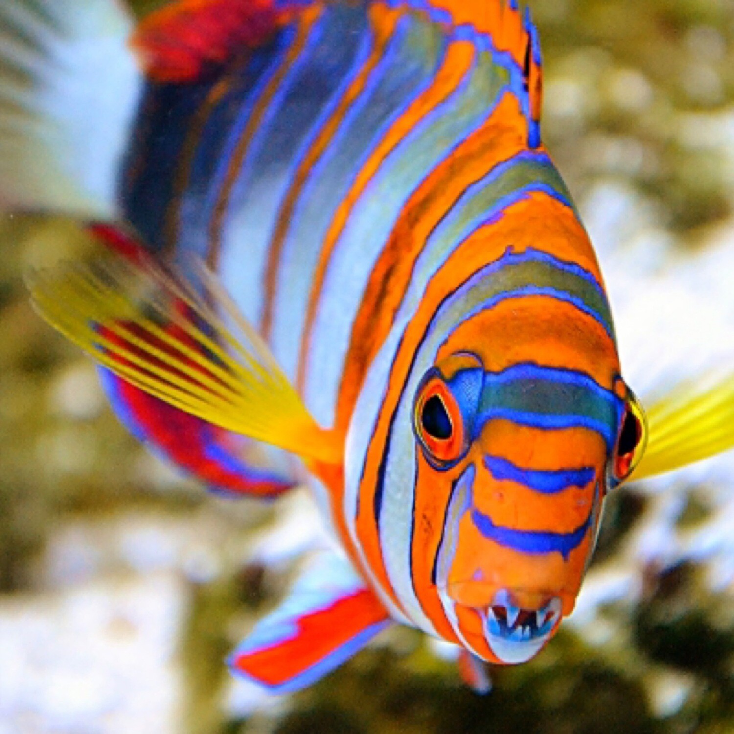 Harlequin Tusk - Australia