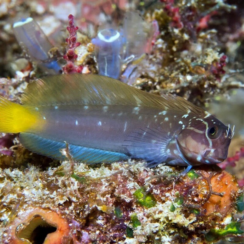Black Comb tooth Blenny AKA Namiye&#39;s coralblenny