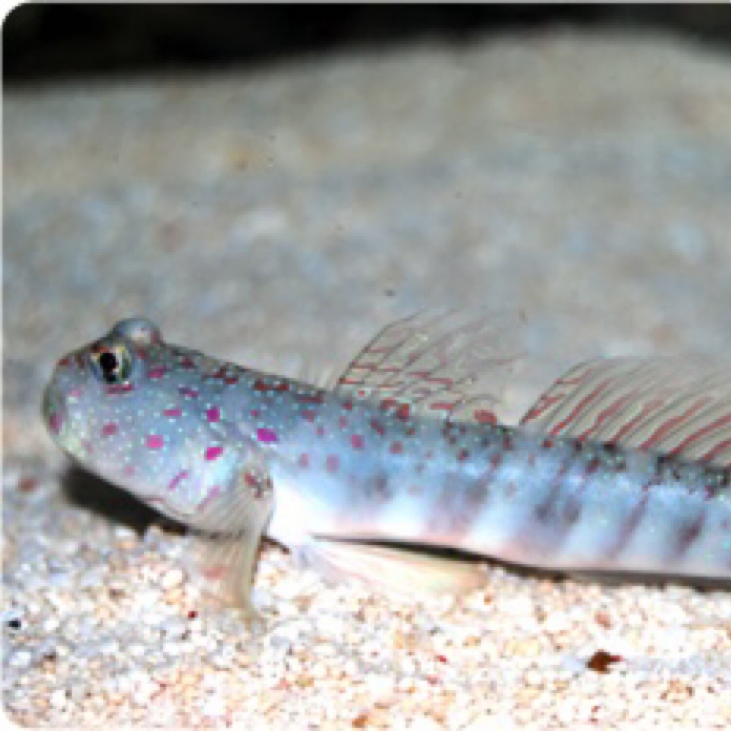 Pink Spotted Watchman Goby