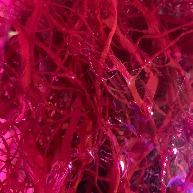 Dragon’s Breath Macro Algae (Gracilaria Hayi)