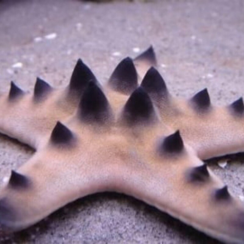 Chocolate Chip Starfish