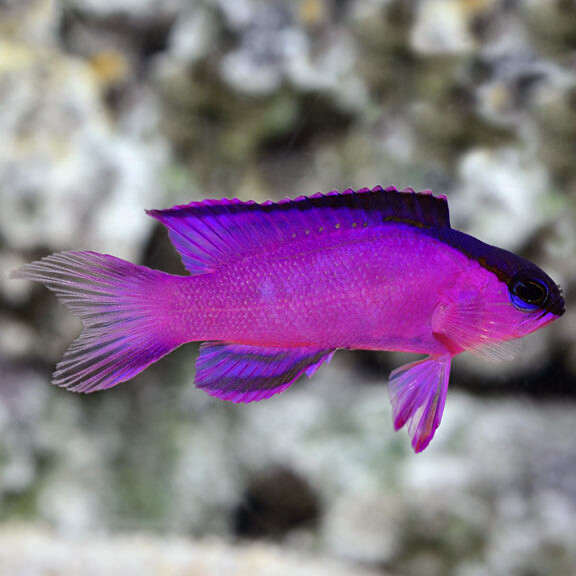 TR Black Cap Basslet