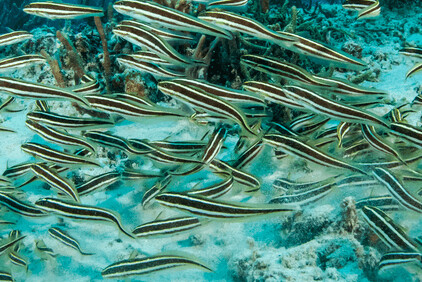 Engineer Goby