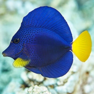 Purple Tang