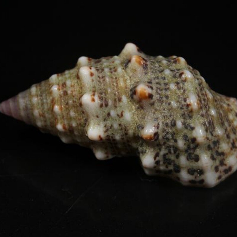 Stocky Cerith Snail