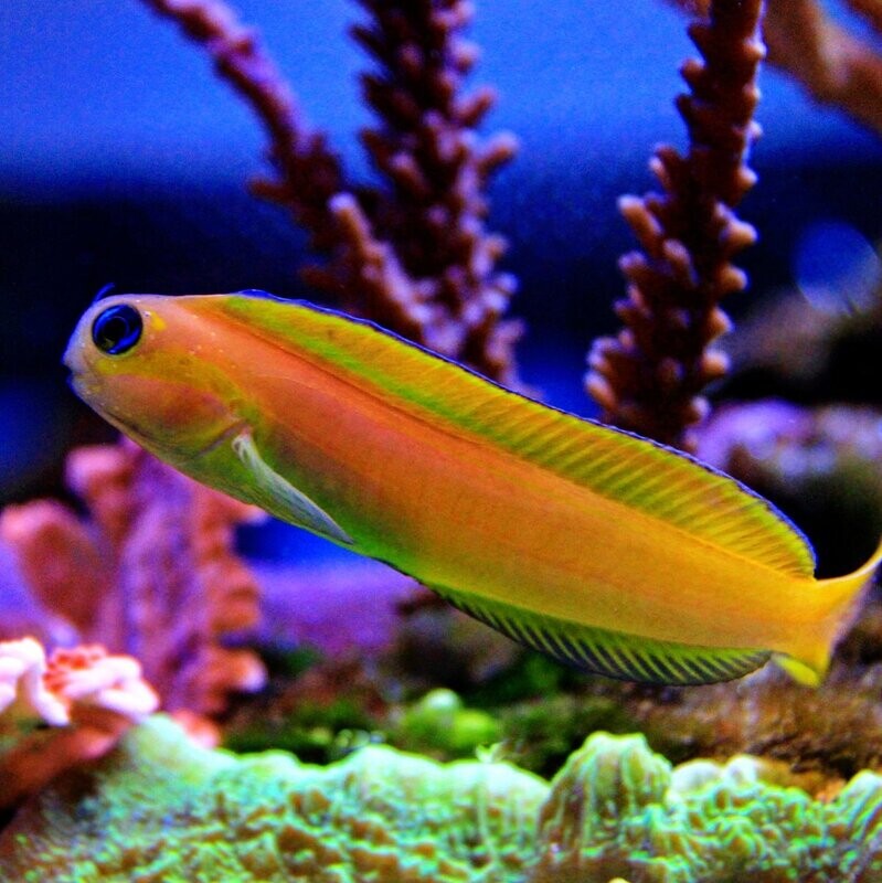 Midas Blenny African