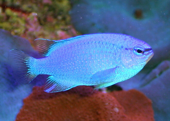 Blue Damsel Indo