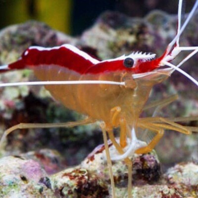 Cleaner Shrimp Lysmata Amboinensis