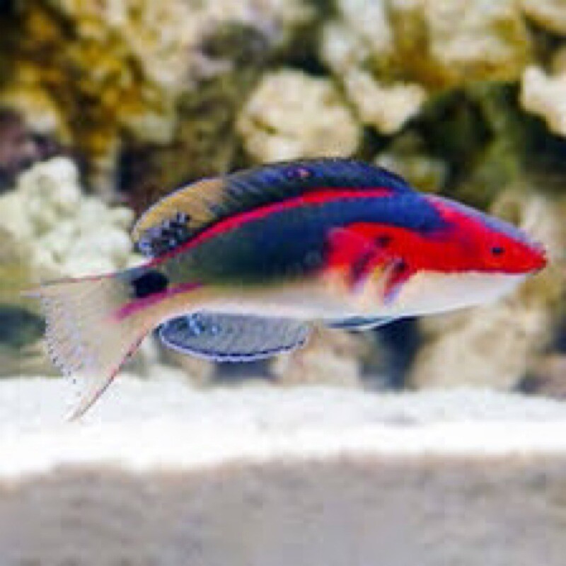 Exquisite Wrasse Male (Afr) Lg