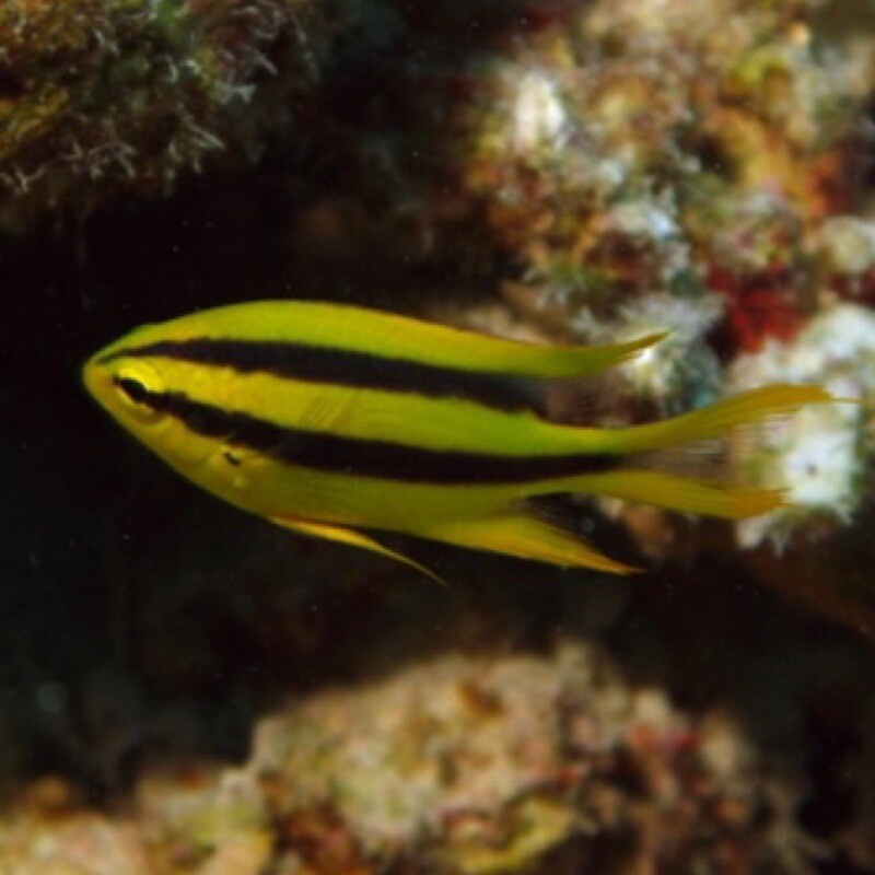 Black and Gold Chromis