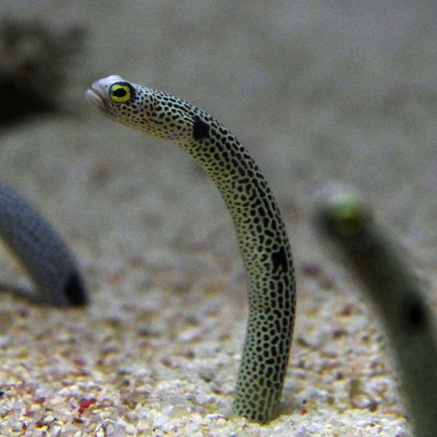 Spotted Garden Eel