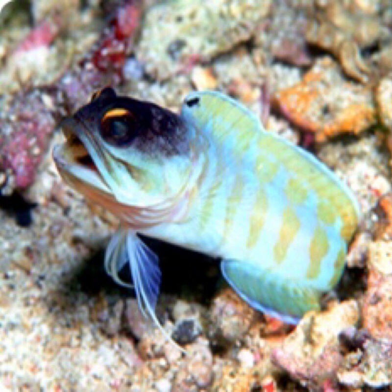 Tiger Jawfish