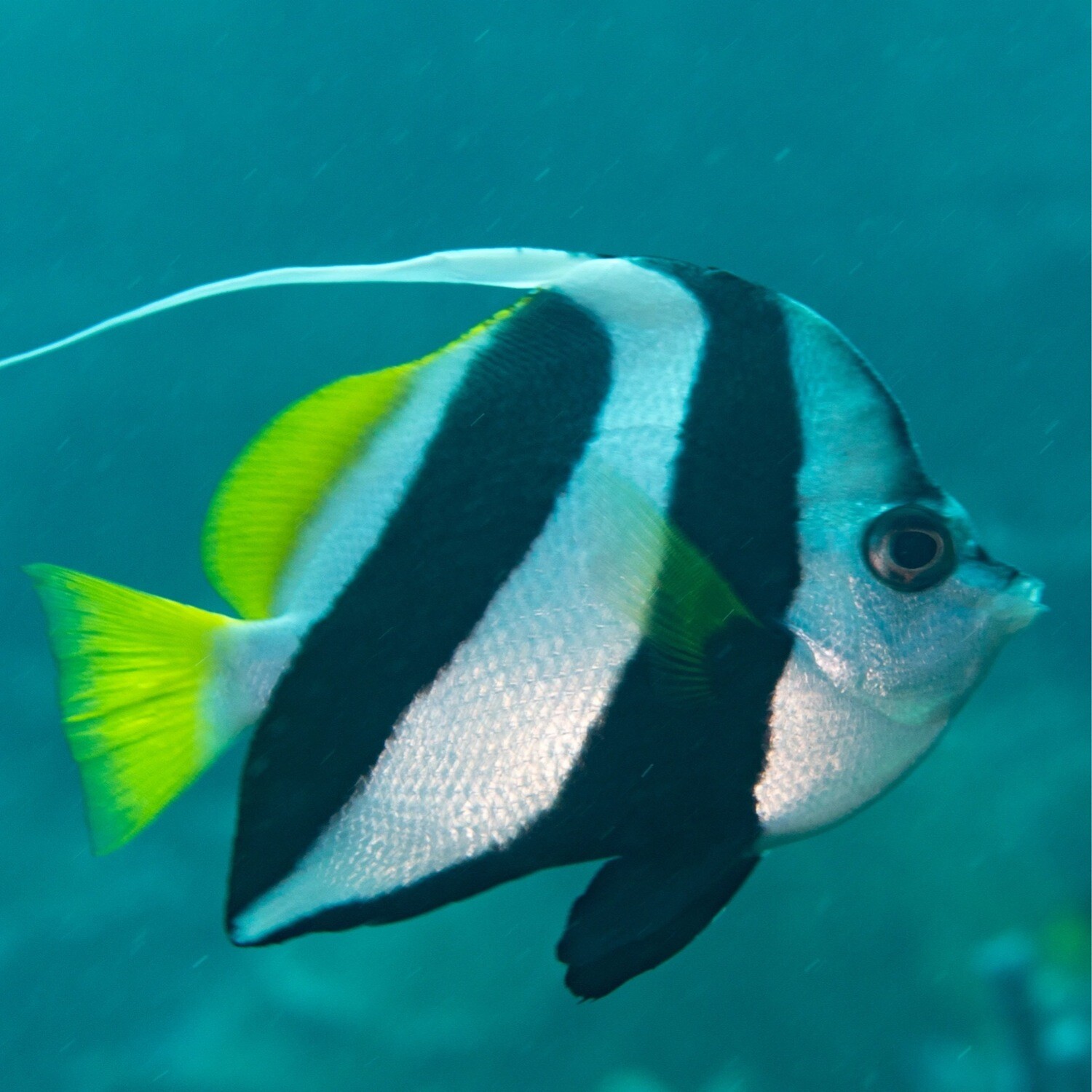 Schooling Banner Fish