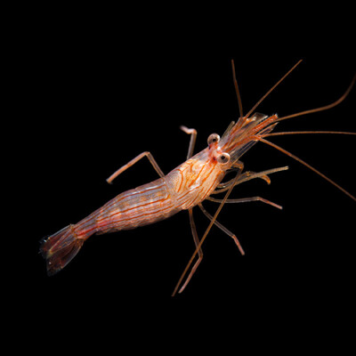 Peppermint Shrimp Lysmata Wurdemmani