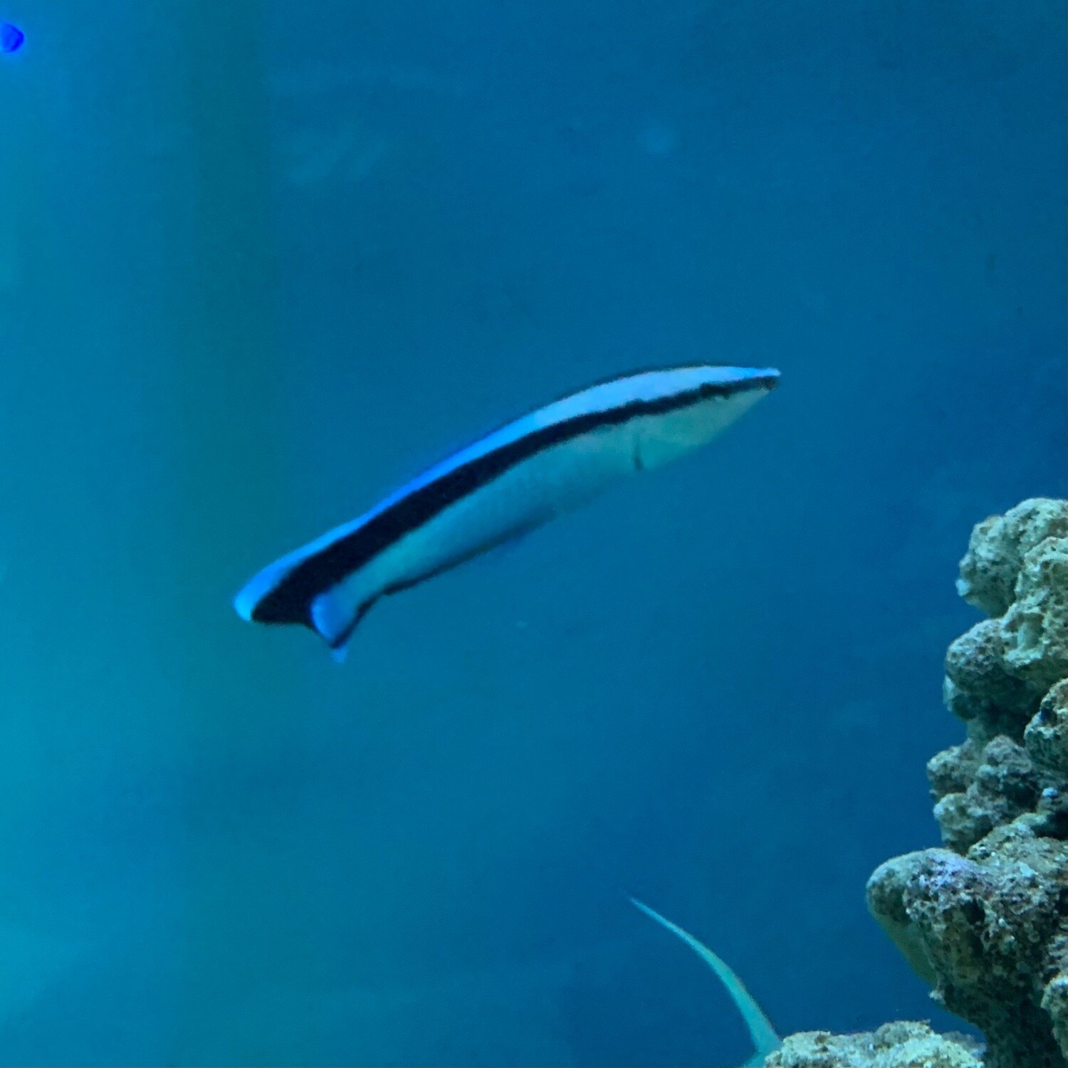 African Cleaner Wrasse