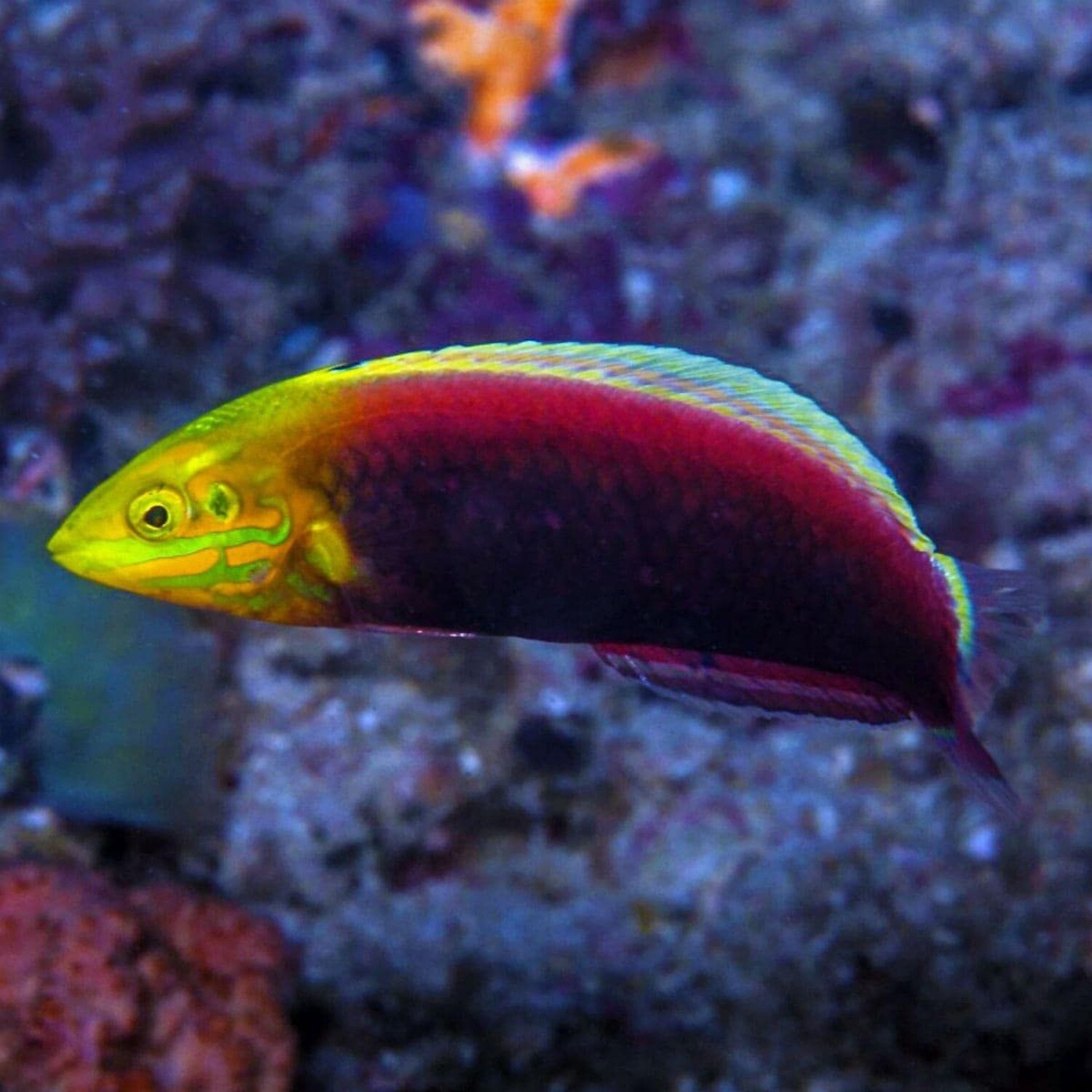 Radiant African Wrasse