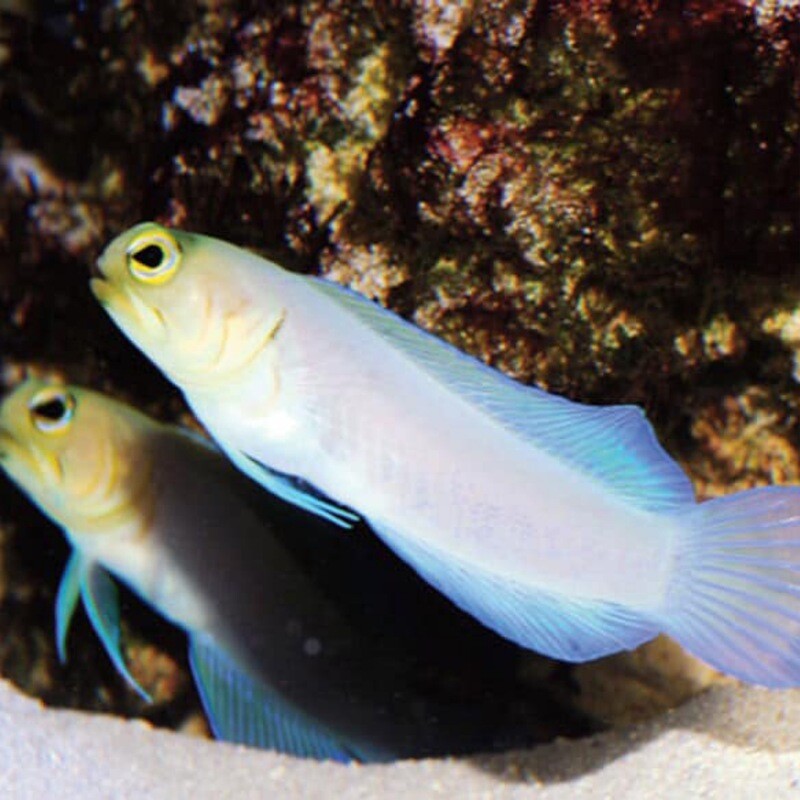 Pearly Yellowhead Jawfish