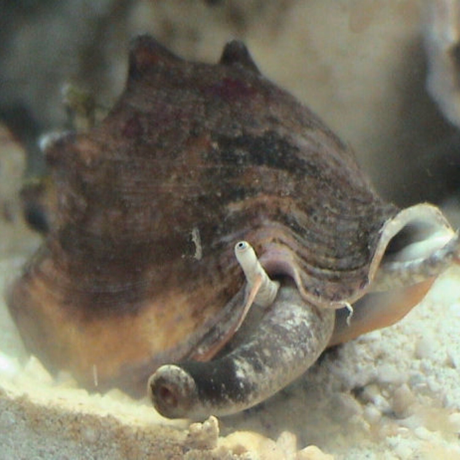 Fighting Conch