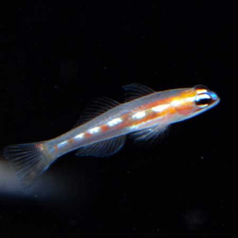 Masked Goby