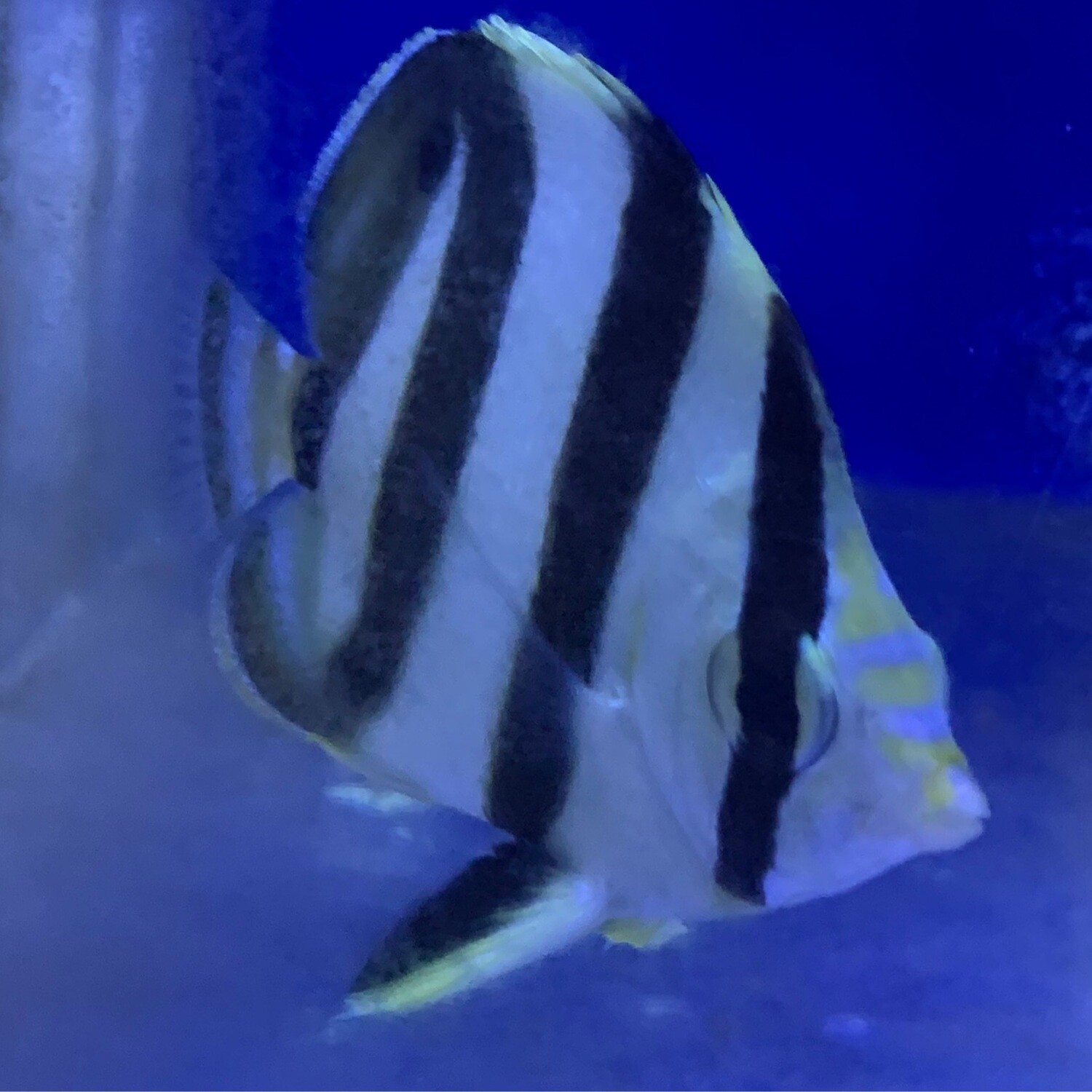 Banded Butterflyfish