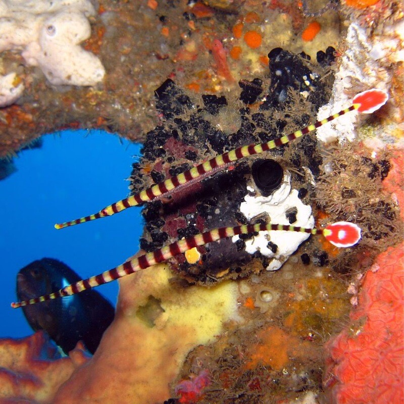 Banded Pipefish
