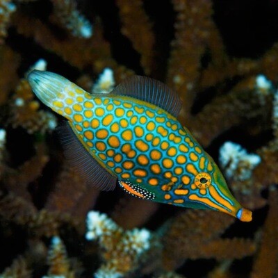 Orange spotted Filefish