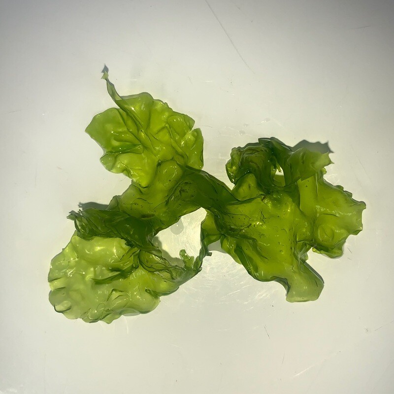 Sea Lettuce (Ulva lactuca)