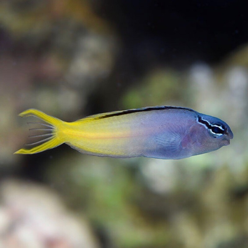 Biota Palau Captive-Bred Forktail Blenny (Meicanthus atrodorsalis)