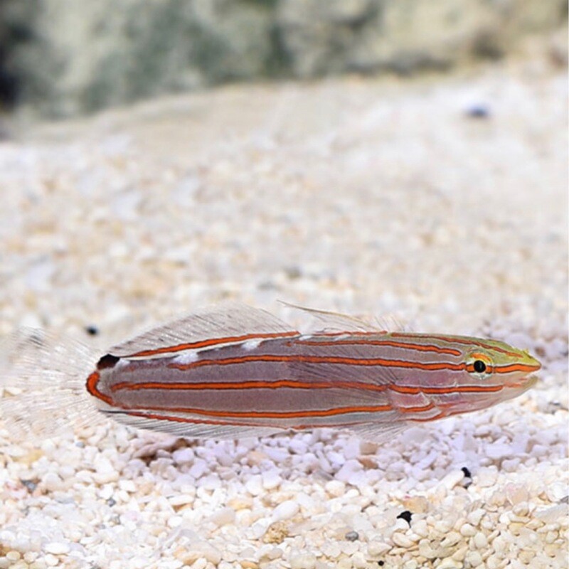 Biota Captive Bred Court Jester/Rainford&#39;s Goby (Koumansetta rainfordi)