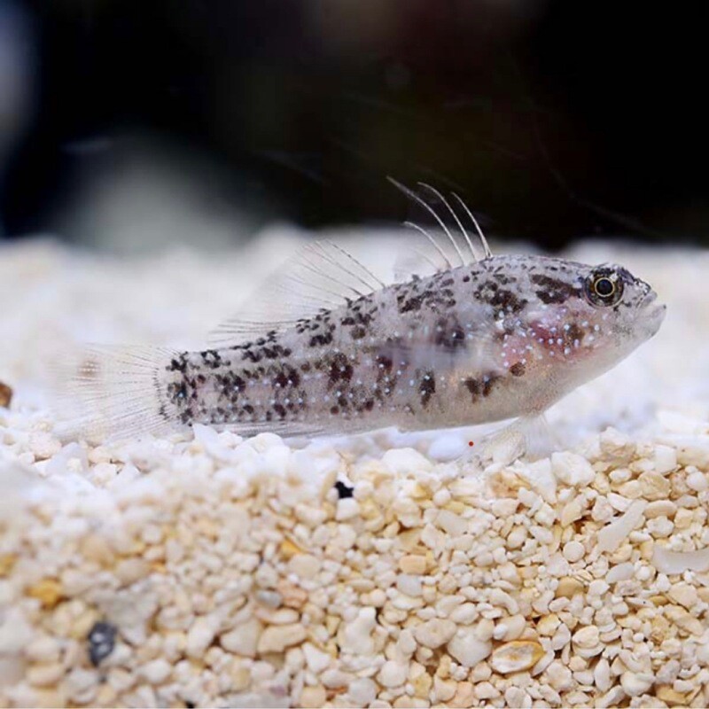 Biota Palau Captive Bred Starry Goby (Asterropteryx semipunctata)
