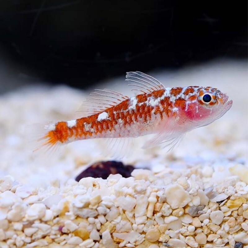 Biota Palau Captive-Bred Rare White Spotted Dwarf Goby (Trimma cf Caesiura)